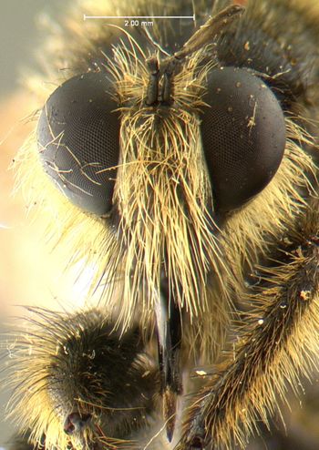 Media type: image;   Entomology 13482 Aspect: head frontal view